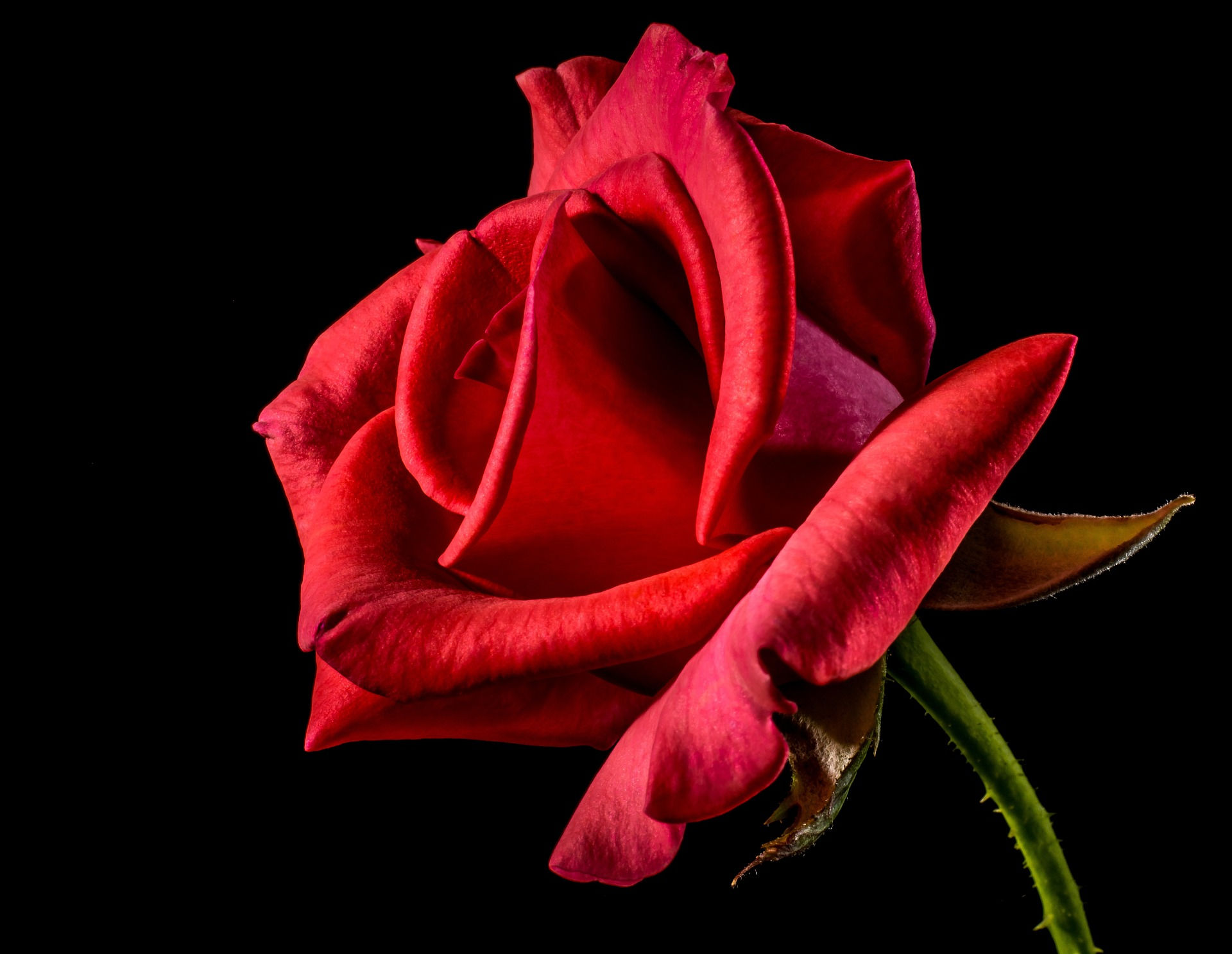 Rose Rosse