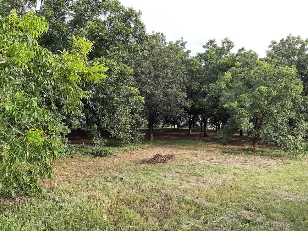 pecan-groove-south-africa-optimized.jpeg