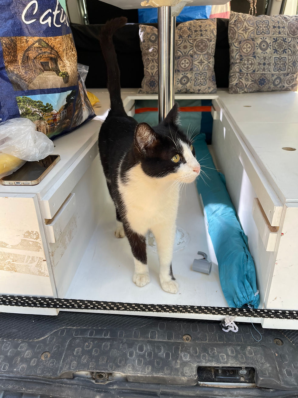 A cat visiting our camper van.