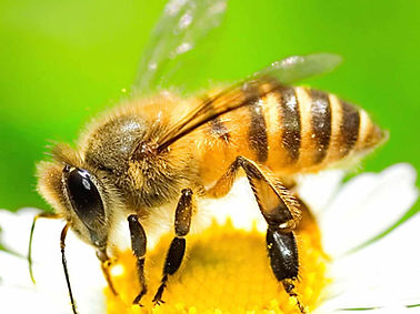 visual-looks-honey-bee.jpg