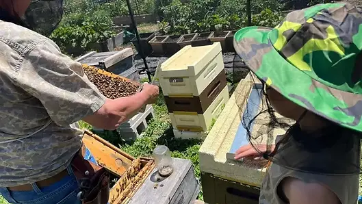 Bees-on-the-hive_youth-program (1).webp
