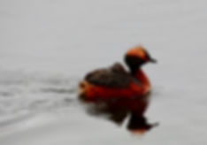 Cairngorms Birding Slavonian Grebe