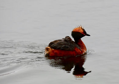 Cairngorms Birding Slavonian Grebe