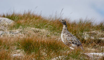 Ptarmigan, Cairngorms Birding