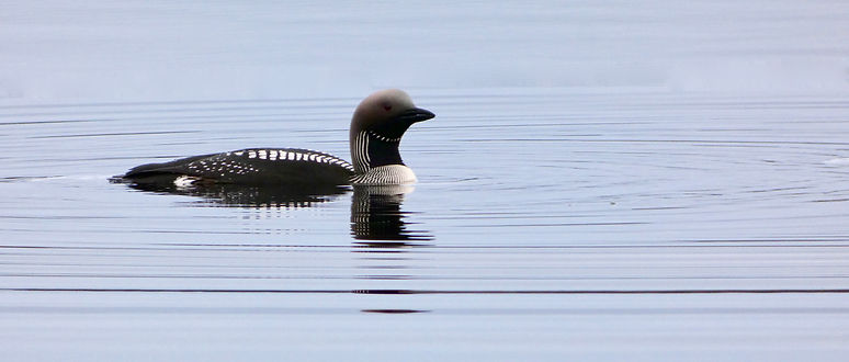 Cairngorms birding Black-throated Diver