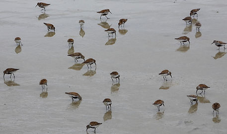 Cairngorms Birding Dunlin