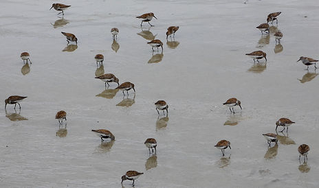 Cairngorms Birding Dunlin