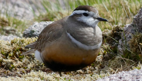 Dotterel on Cairngorm,Cairngorms Birding