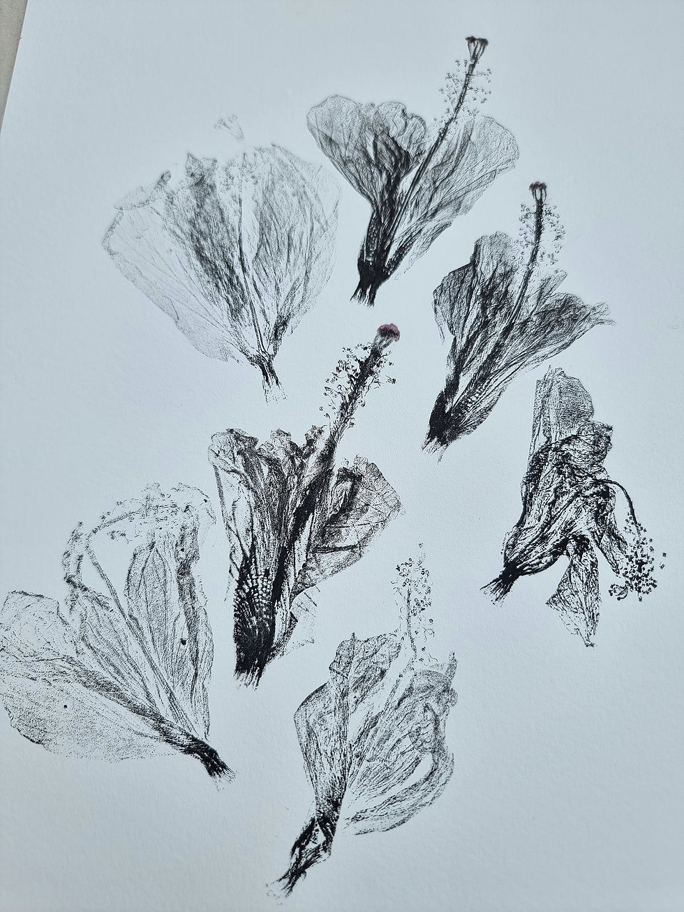 Thumbnail: Fallen Hibiscus