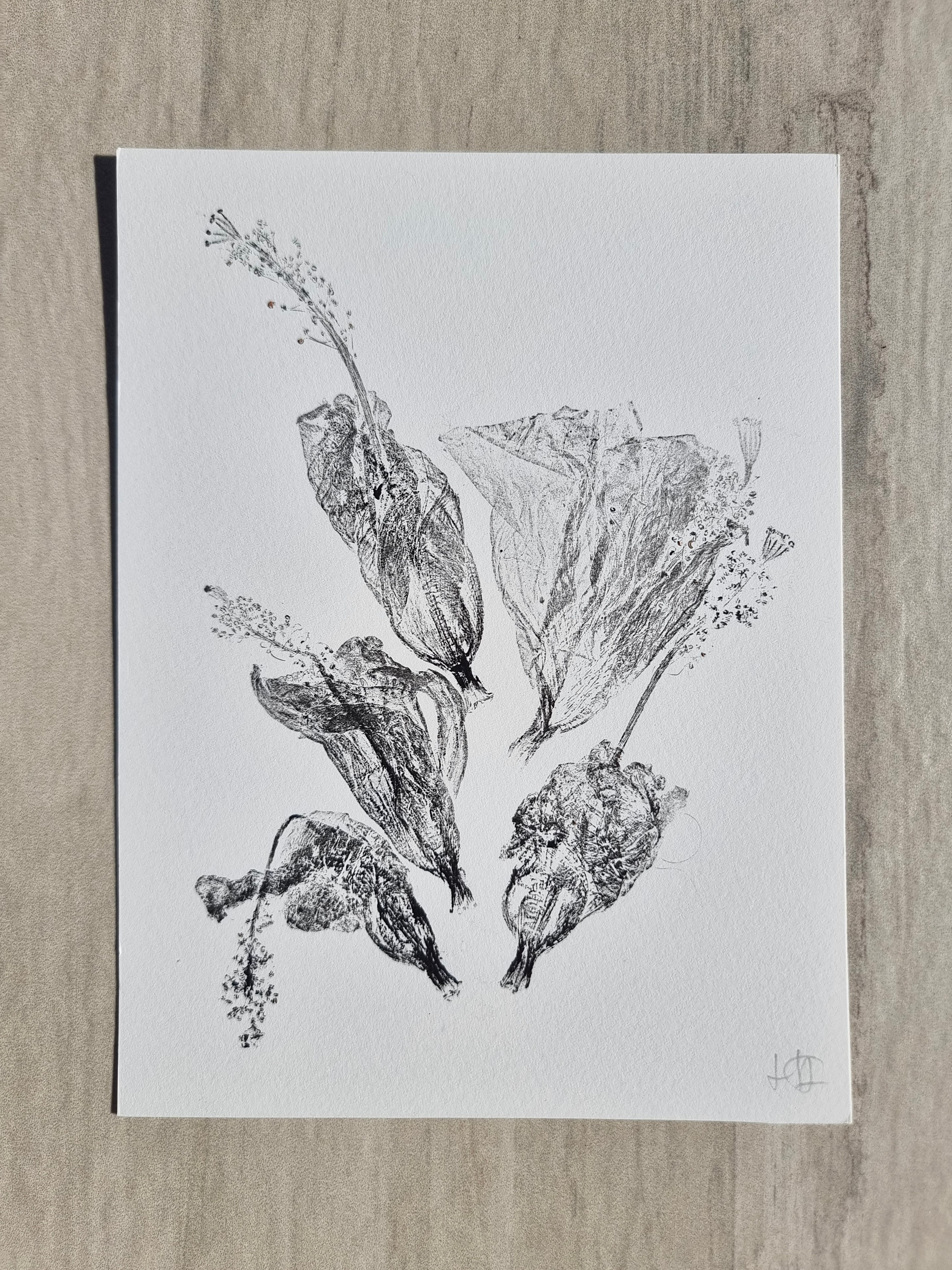 Fallen Hibiscus