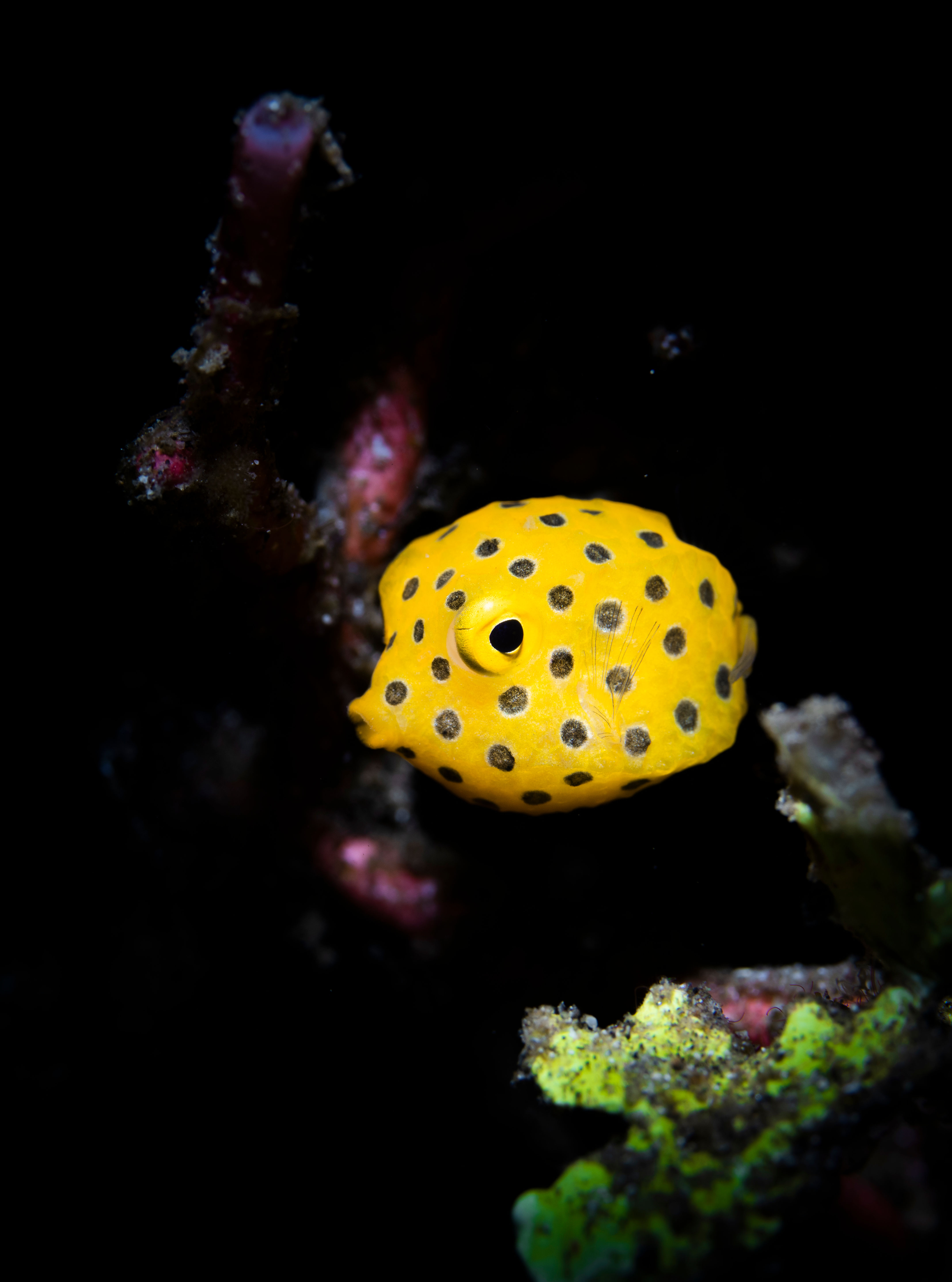 A box of yellow