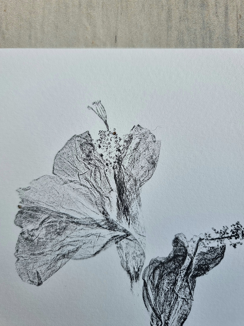 Thumbnail: Fallen Hibiscus