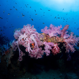 Coral reefs