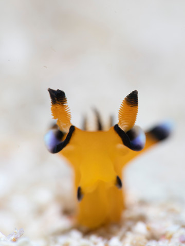 Macro life