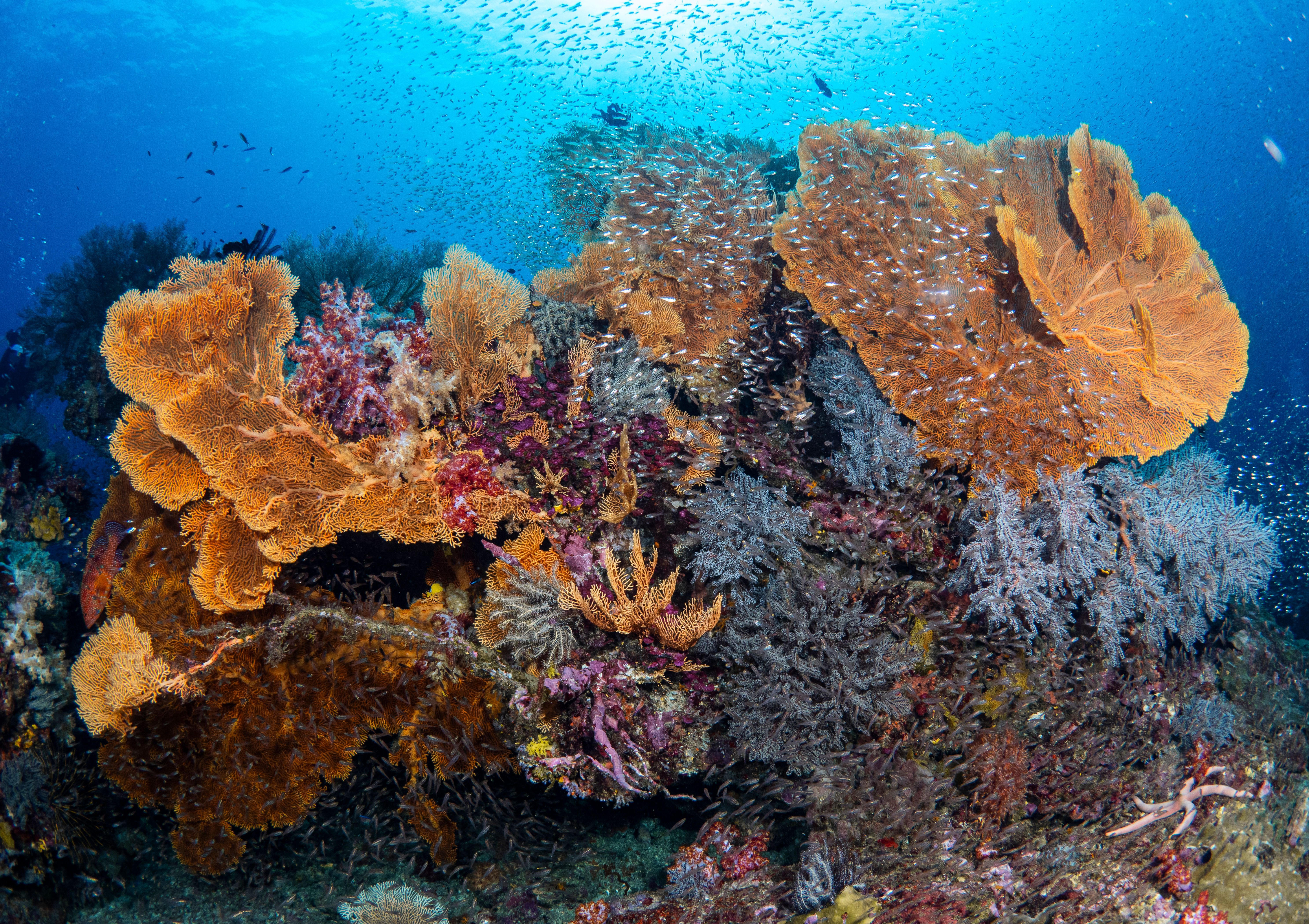 Jungle beneath surface