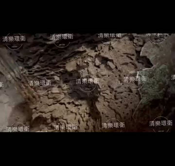 【白蟻防治】嘉義市白蟻防治案例｜白蟻危害藏在木作內部，發現時往往已經擴散