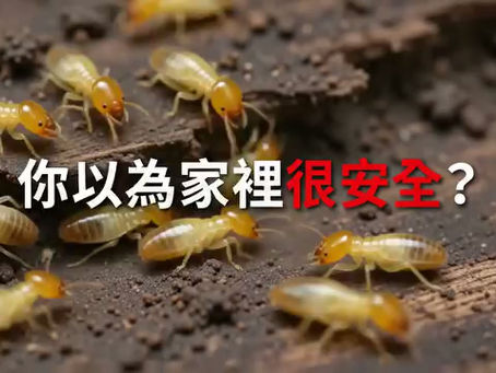 【老鼠防治】專業病媒防治案例 | 居家/工程基地鼠患防堵預防工程案例