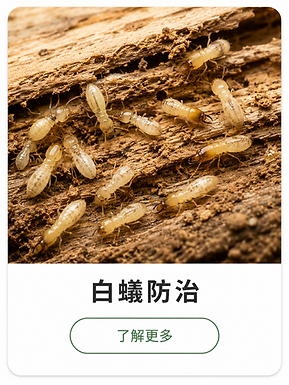 嘉義白蟻防治施工現場與環境管理