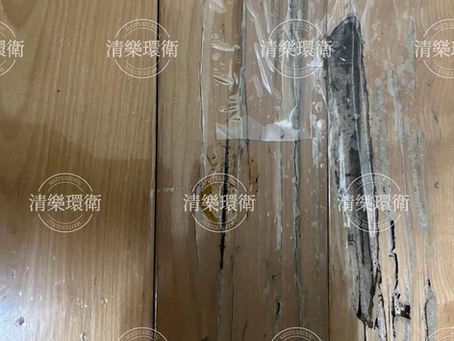 【白蟻防治】高雄市住宅白蟻防治案例｜木質地板異常聲響發現白蟻危害