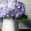 Thumbnail: Blue Hydrangeas in a White Pitcher