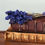 Thumbnail: Antique Books and Lavender