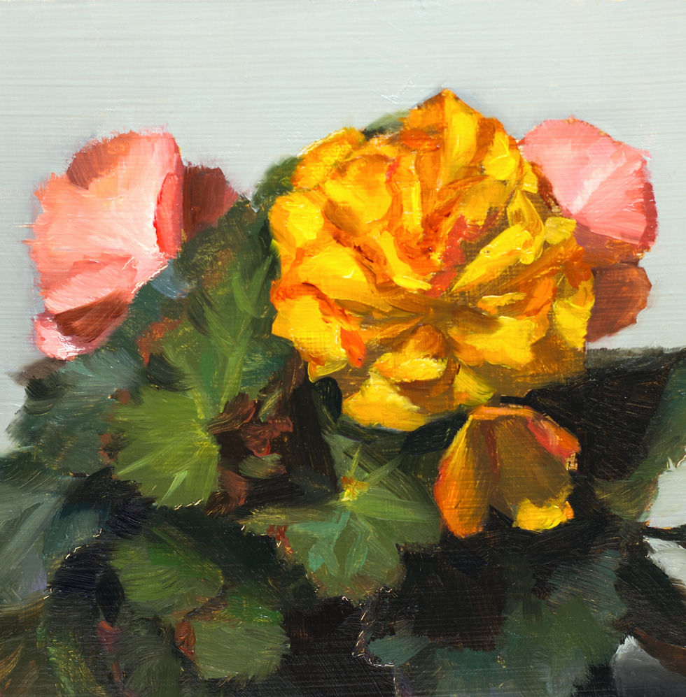 Thumbnail: Begonias