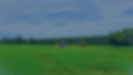 Rural Brazoria County, TX scene near Angleton, Lake Jackson, Alvin, Freeport, West Columbi