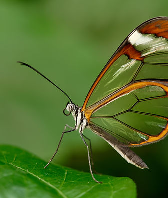 Butterfly of Change and Transformative Union
