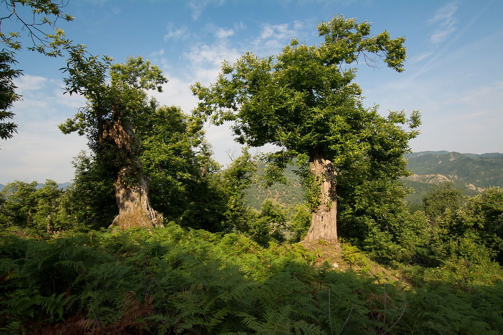 Two mature trees rooted separately with branches reaching toward one another.