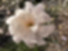 IMG_9775.jpeg