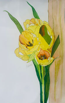 Yellow Parrot Tulips