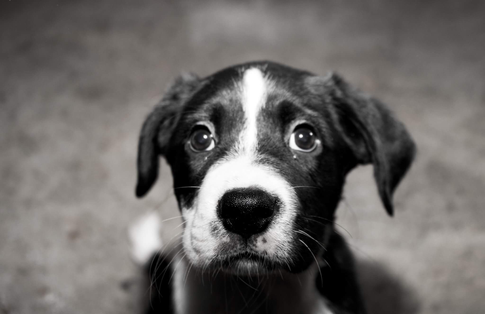 Adopting A New Puppy Ruff Dog Rescue NE