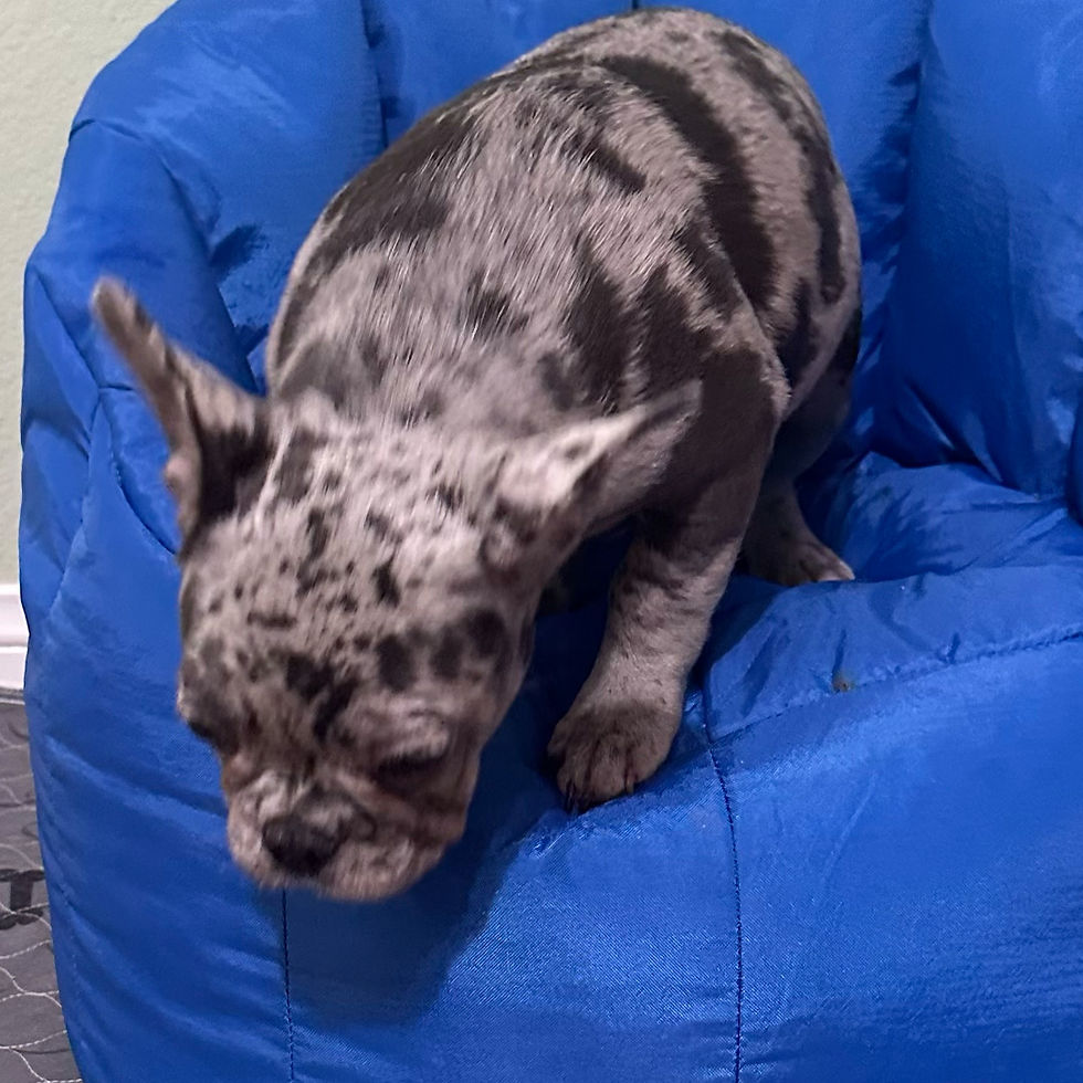 French Bulldog Puppy