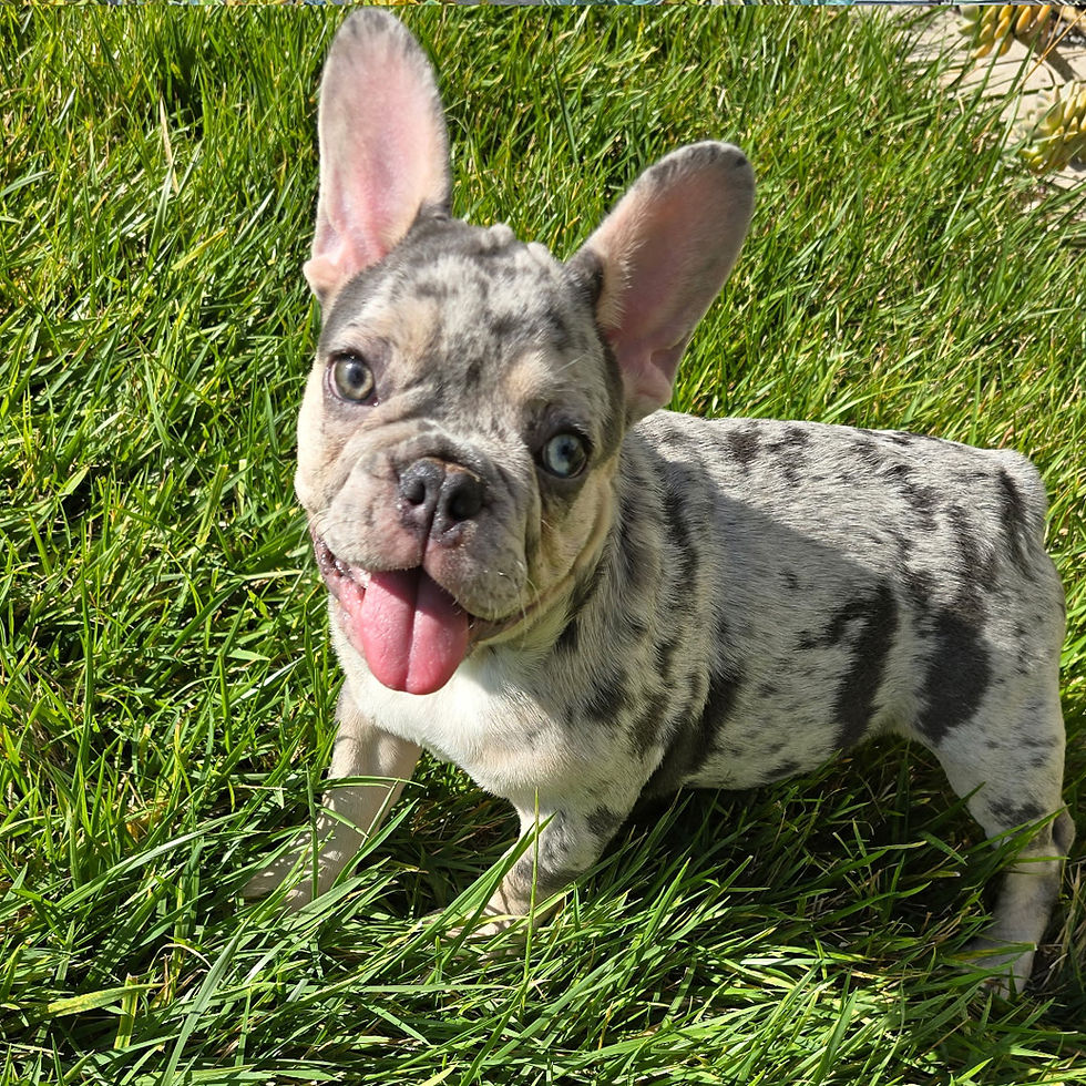 French Bulldog Blue Merle with Tan Points and Blue Eyes