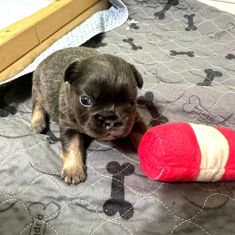 French Bulldog Puppy