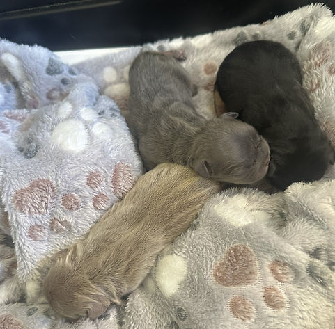 camille_gizmo puppies.jpg