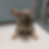 French Bulldog Puppy