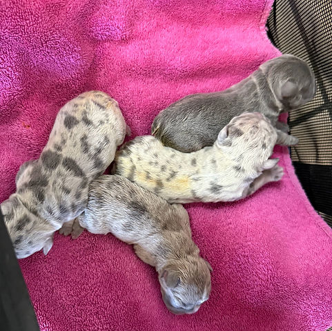 puppies_lucylou_kash.jpg