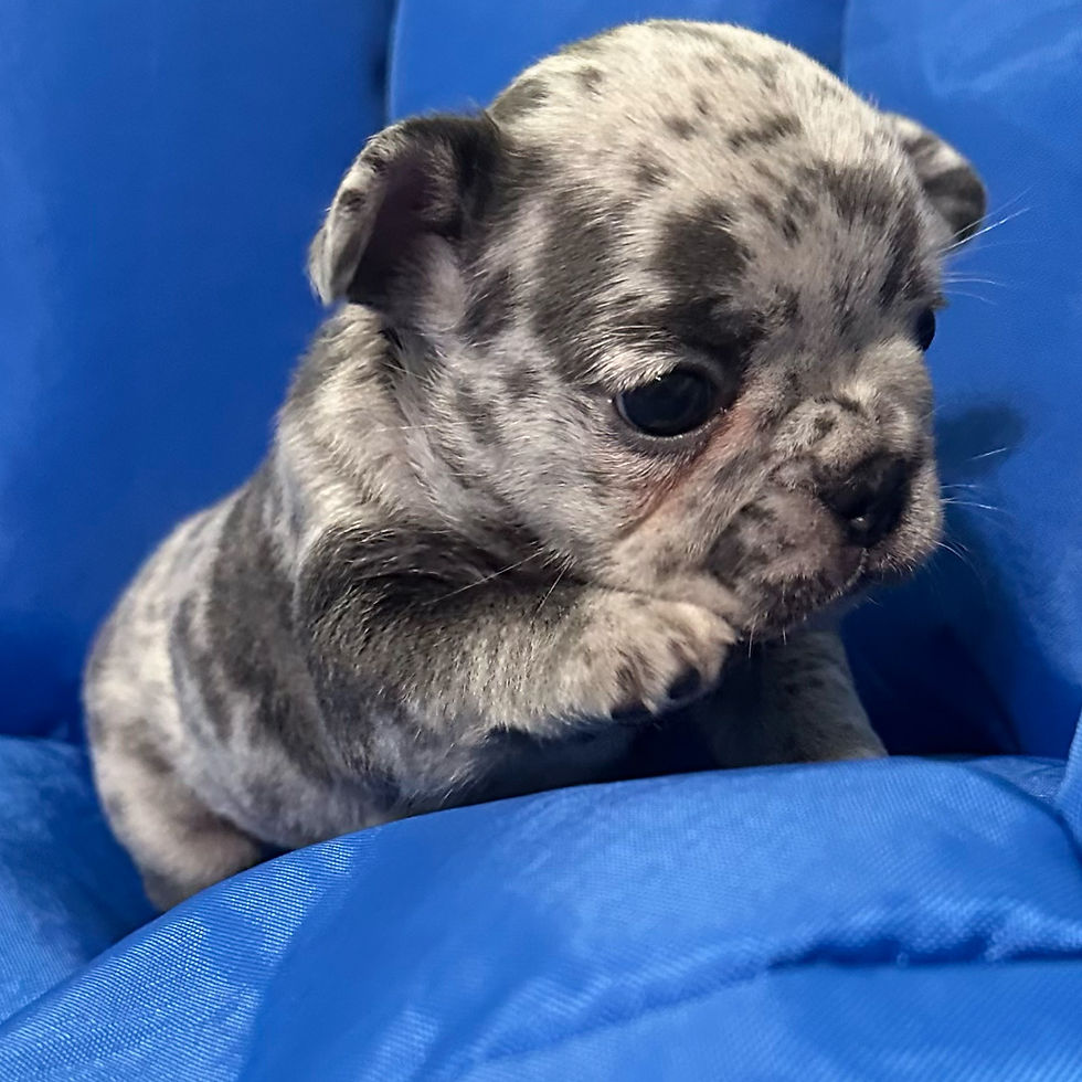 French Bulldog Merle Puppy