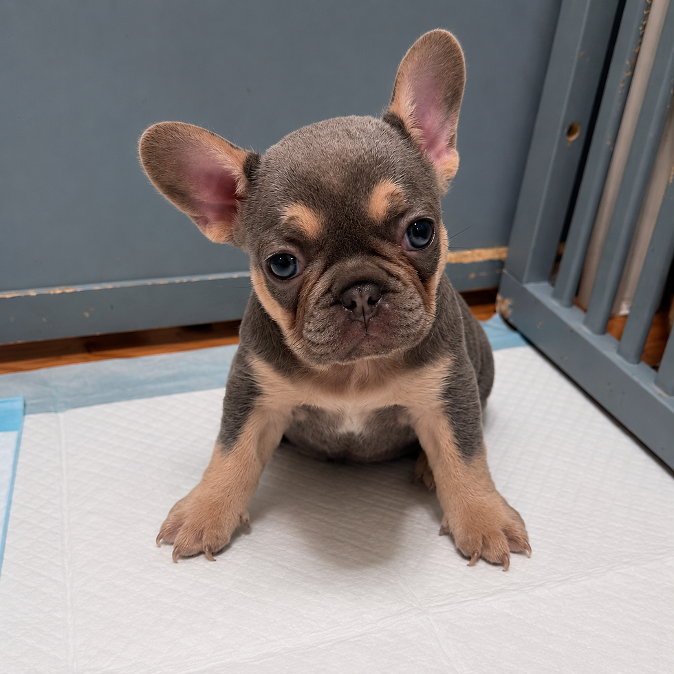 French Bulldog Puppy