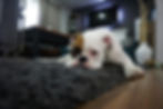 Bringing your pets or pet to work