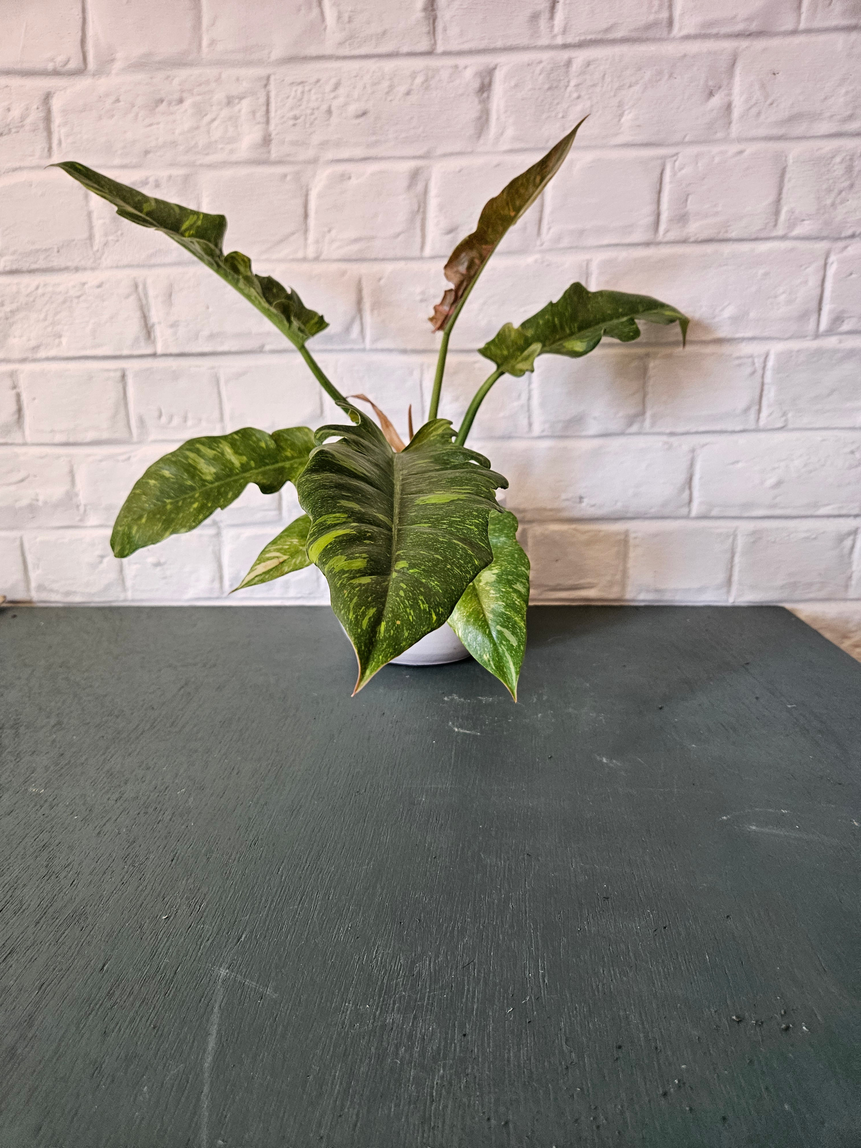 Philodendron Ring of Fire