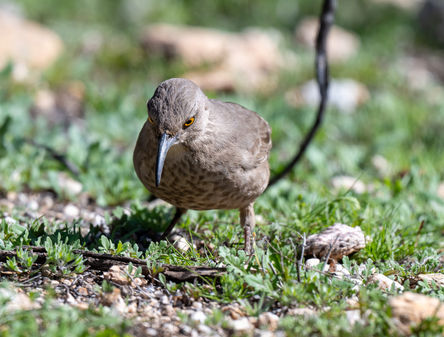 Waiting for the Worm