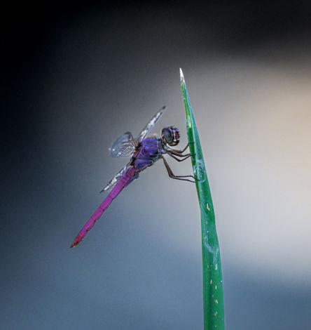 Dragon Fly