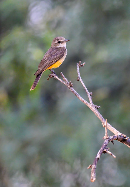 Female Vermillion Flycatcher