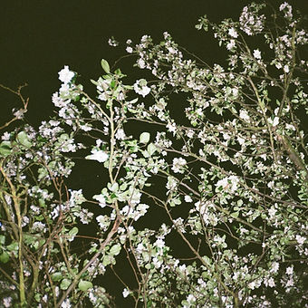 V  k u c h y n i (2019)