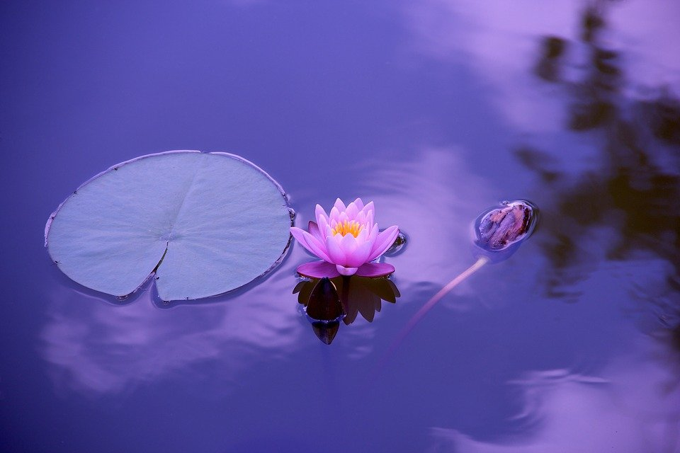 Lotus flower in a pond next to a leaf
