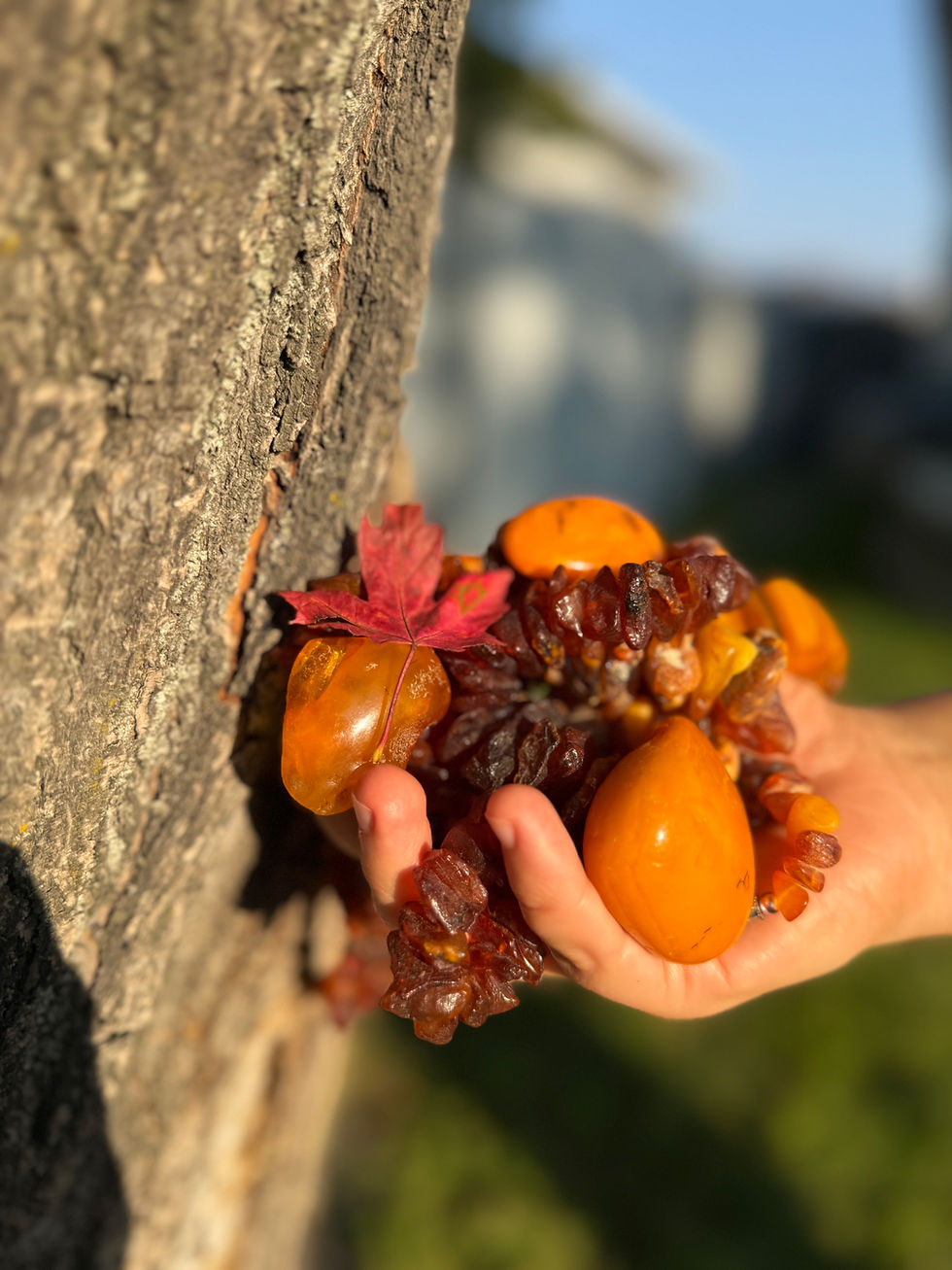 A handful of Baltic amber, the stone The Wild Amber is named for