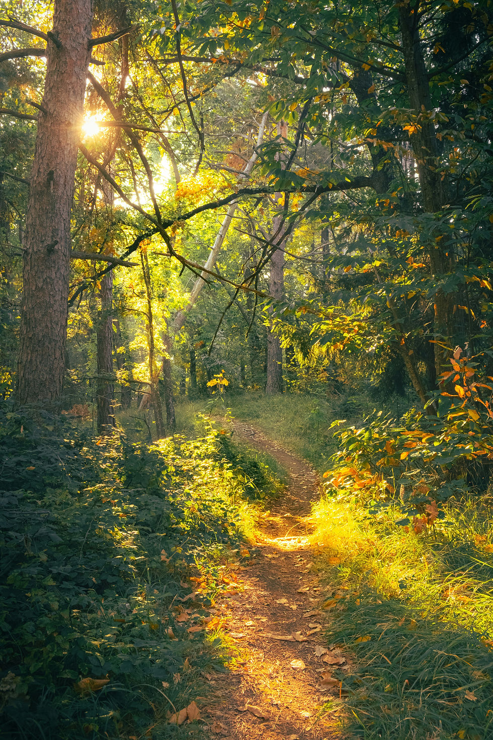 A sunlit forest path winding through trees, with golden light falling across the trail and grass.