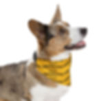 Thumbnail: Pet Collar BANDANA- Yellow Wilds Sonshine